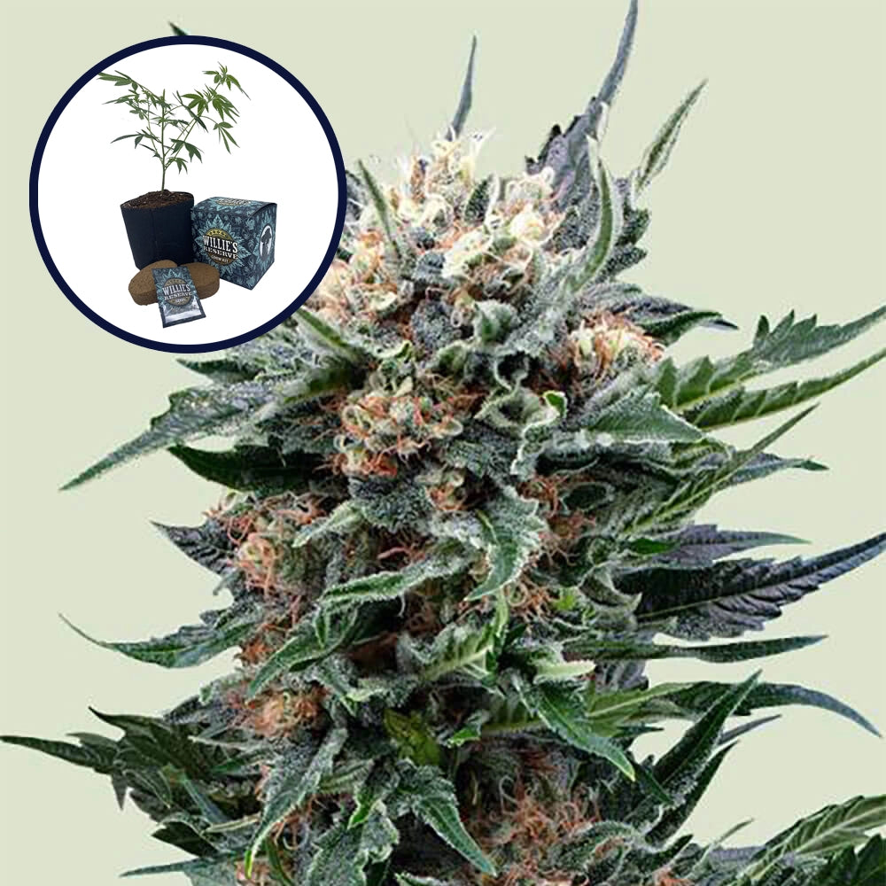 Pink Gorilla High Yield Grow Kit