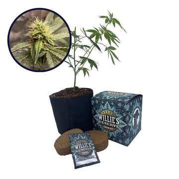 Pink Kush Strain High Yield Grow Kit