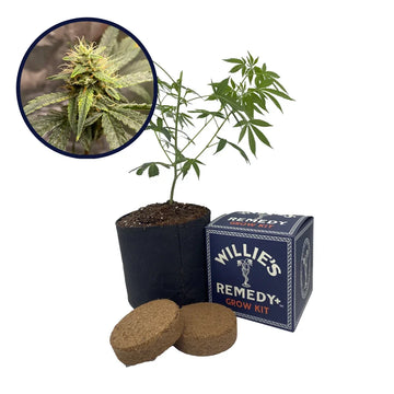 Pink Kush Strain Grow Kit