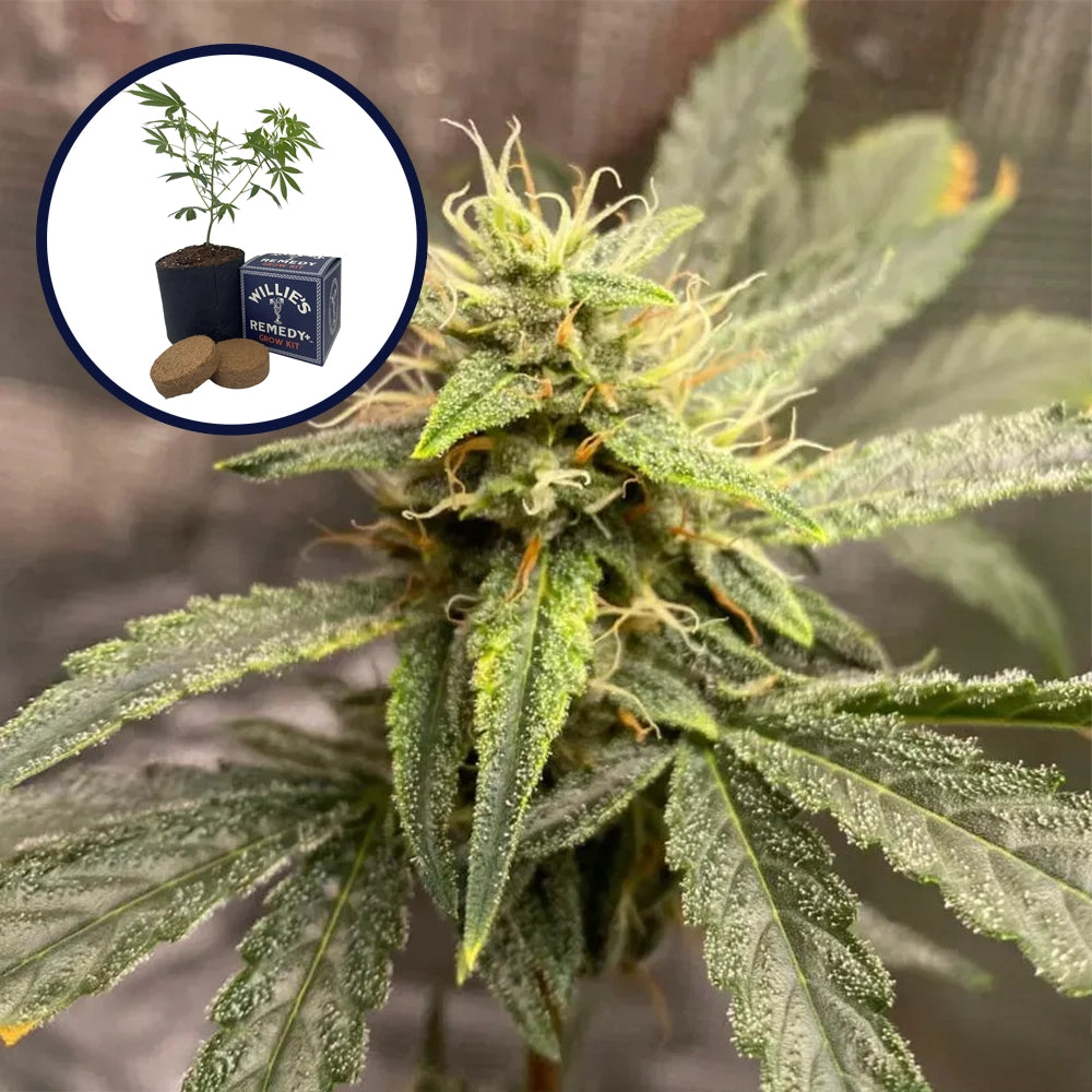 Pink Kush Grow Kit