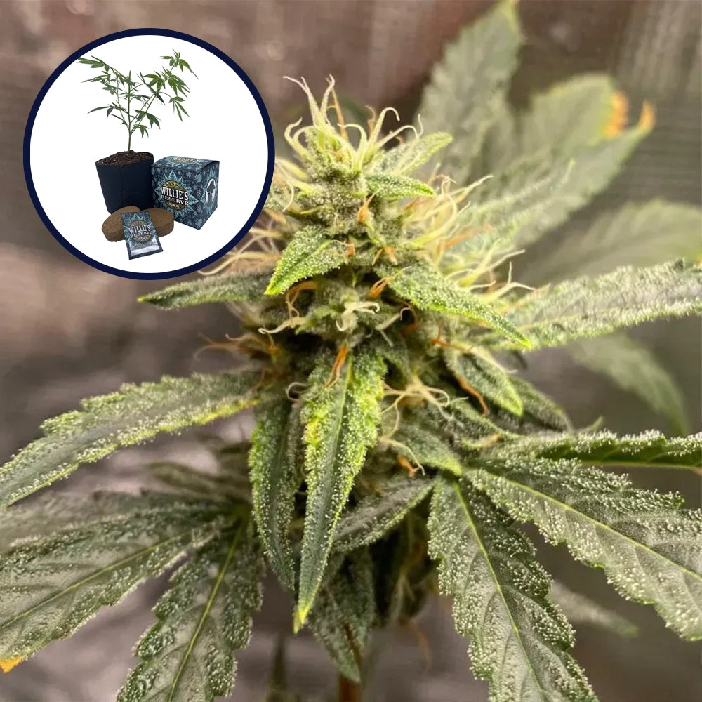 Pink Kush High Yield Grow Kit