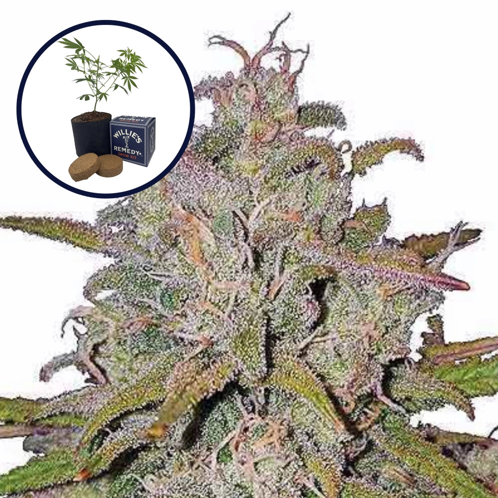 Pink Runtz Grow Kit