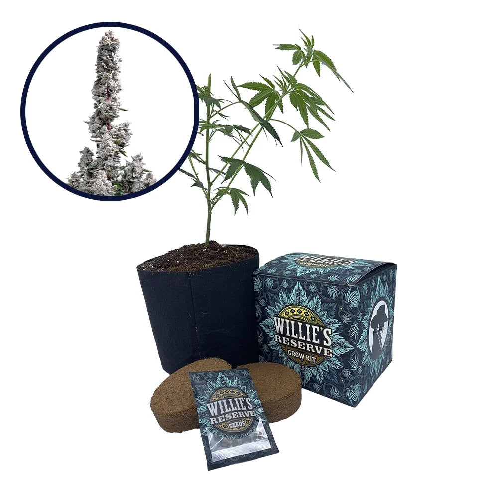 Pink Wasabi Strain High Yield Grow Kit