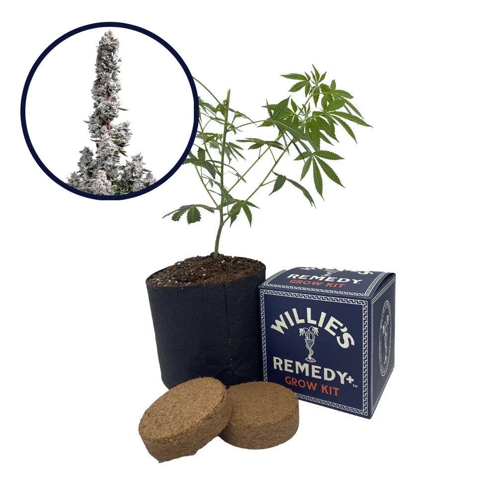 Pink Wasabi Strain Grow Kit