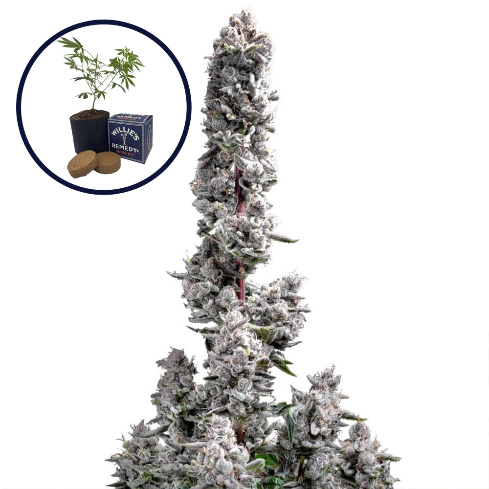 Pink Wasabi Grow Kit