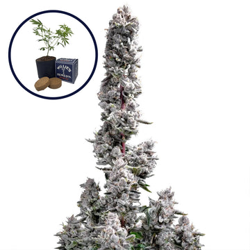 Pink Wasabi Grow Kit