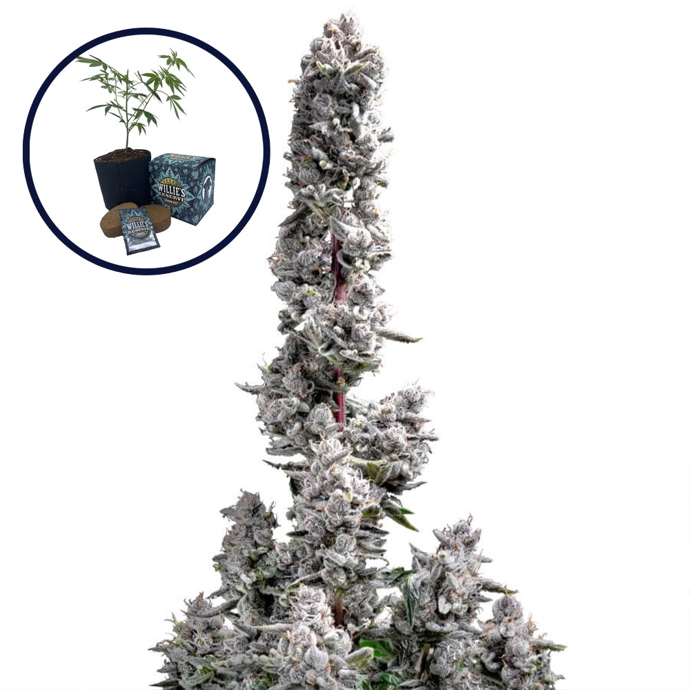 Pink Wasabi High Yield Grow Kit