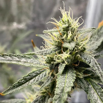 Platinum Cookies