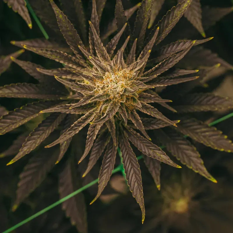 Platinum OG