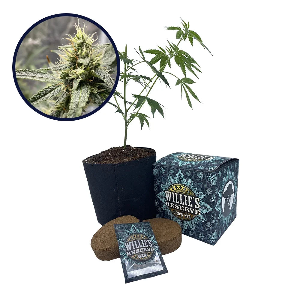 Platinum Cookies Strain High Yield Grow Kit