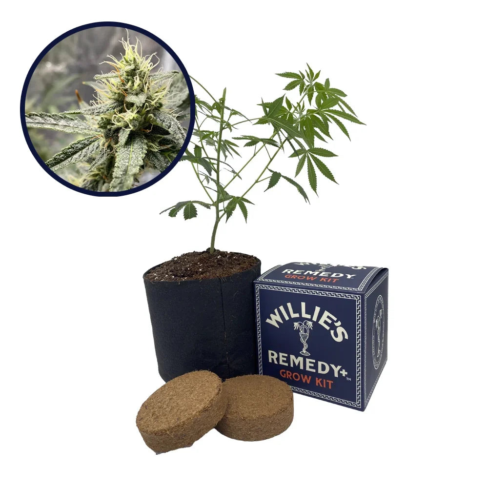 Platinum Cookies Strain Grow Kit