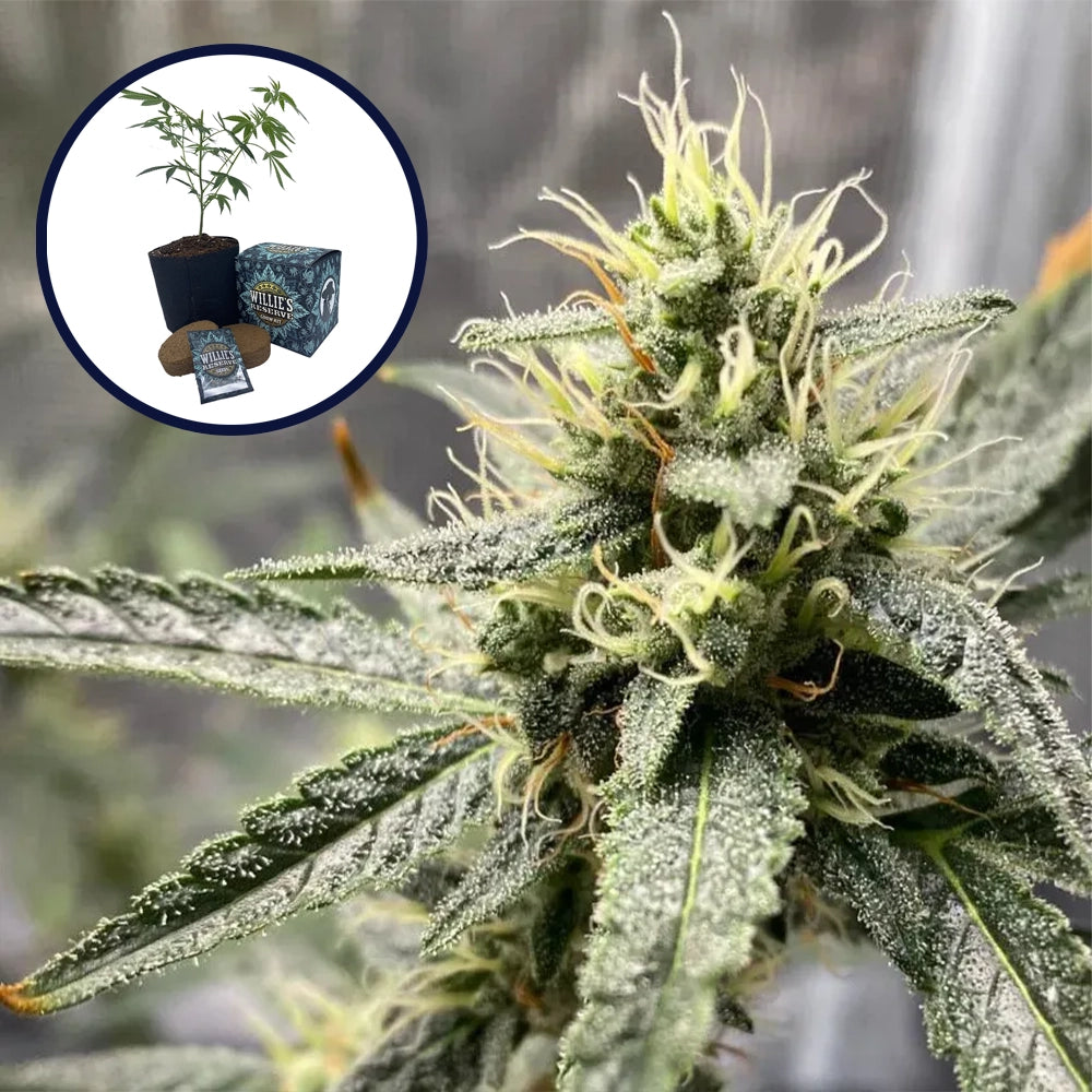 Platinum Cookies High Yield Grow Kit