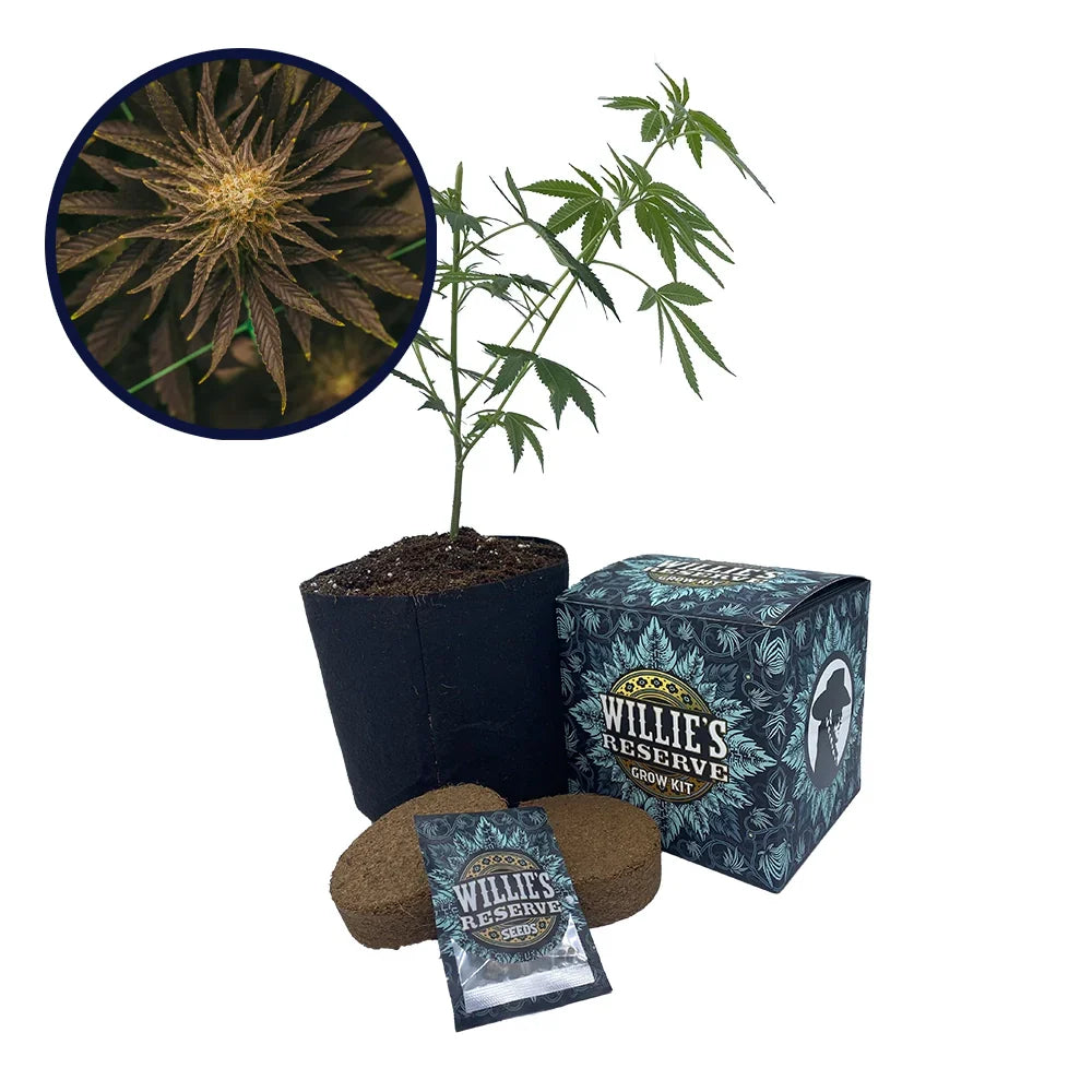 Platinum OG Strain High Yield Grow Kit