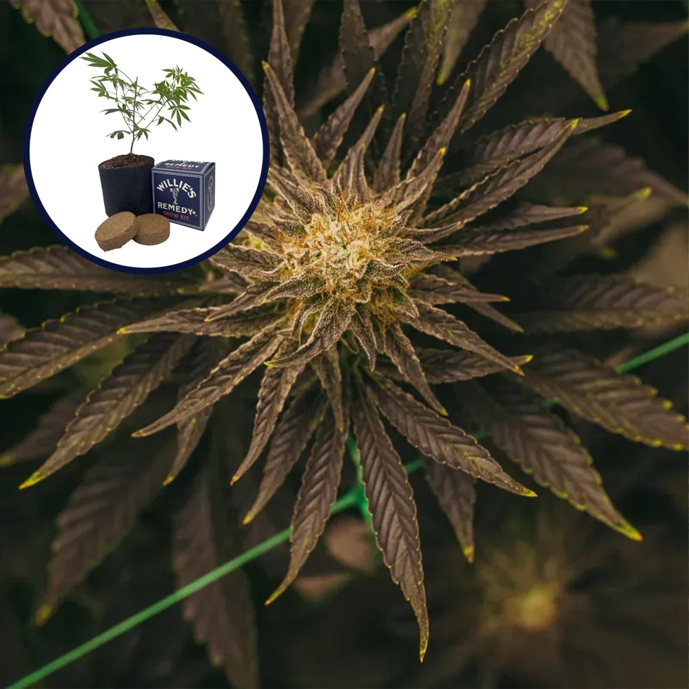 Platinum OG Grow Kit