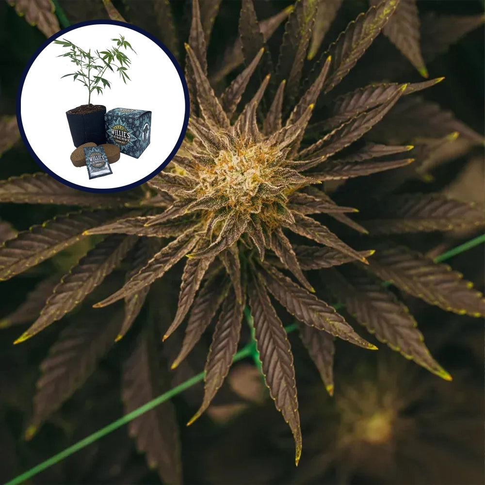 Platinum OG High Yield Grow Kit