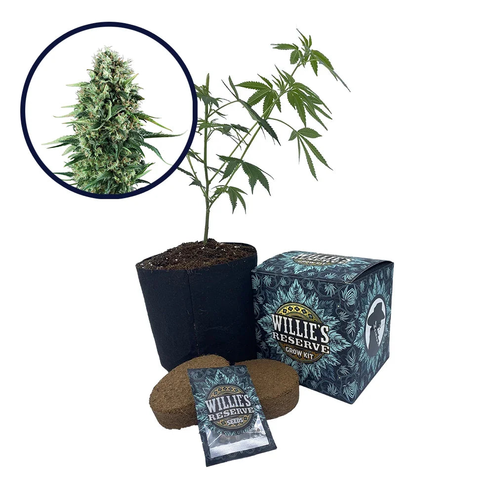 Power Plant Strain High Yield Grow Kit