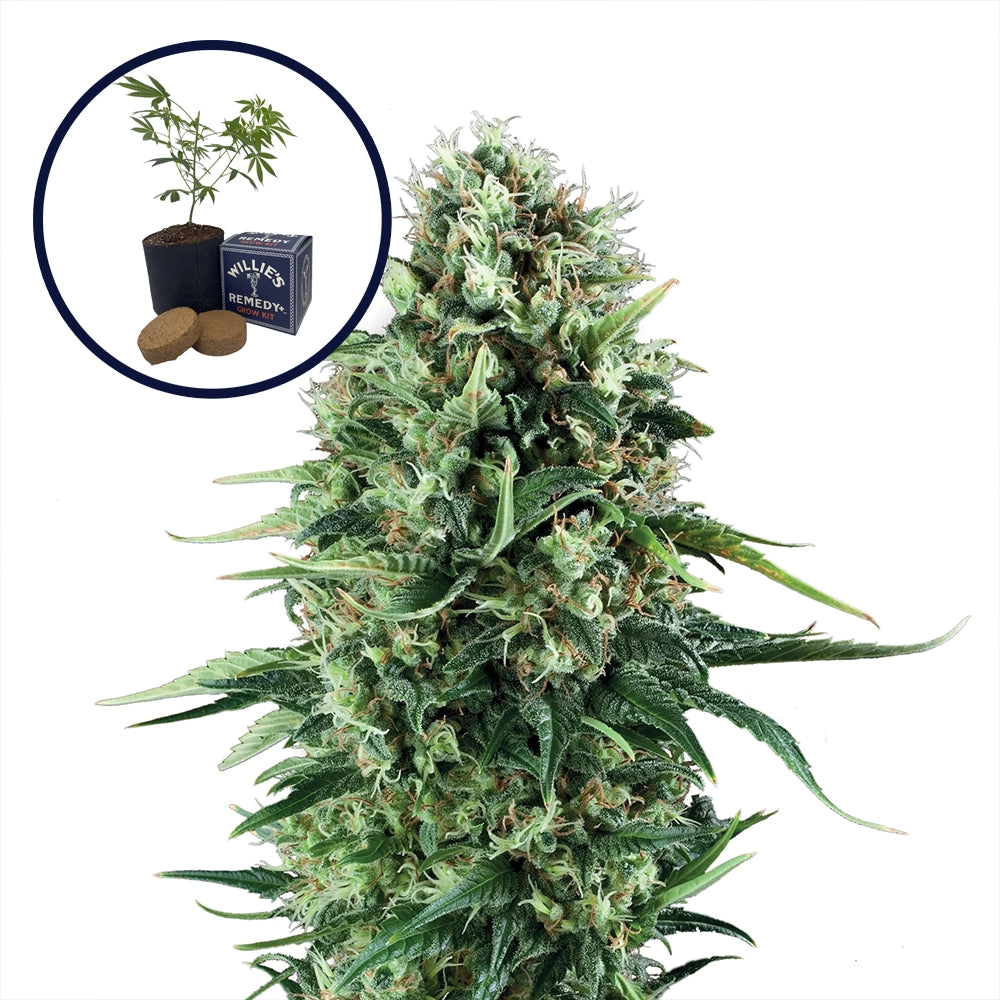 Power Plant Grow Kit
