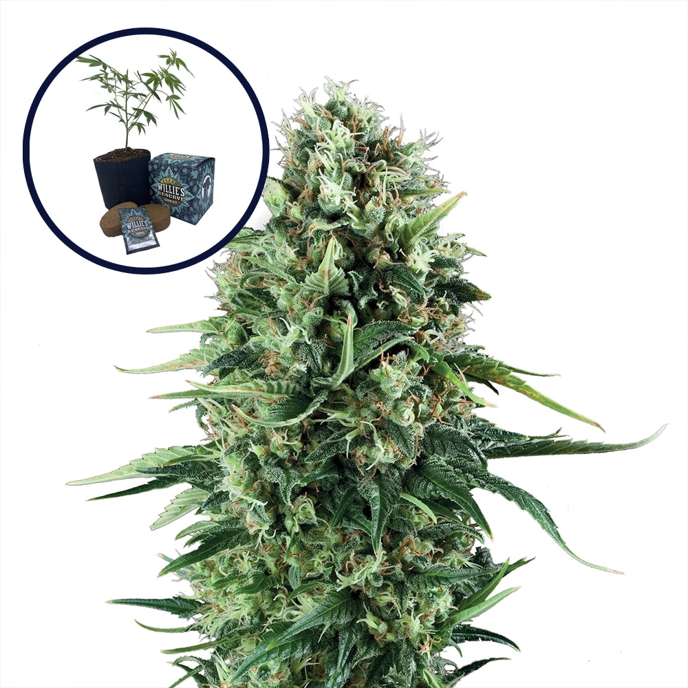 Power Plant High Yield Grow Kit