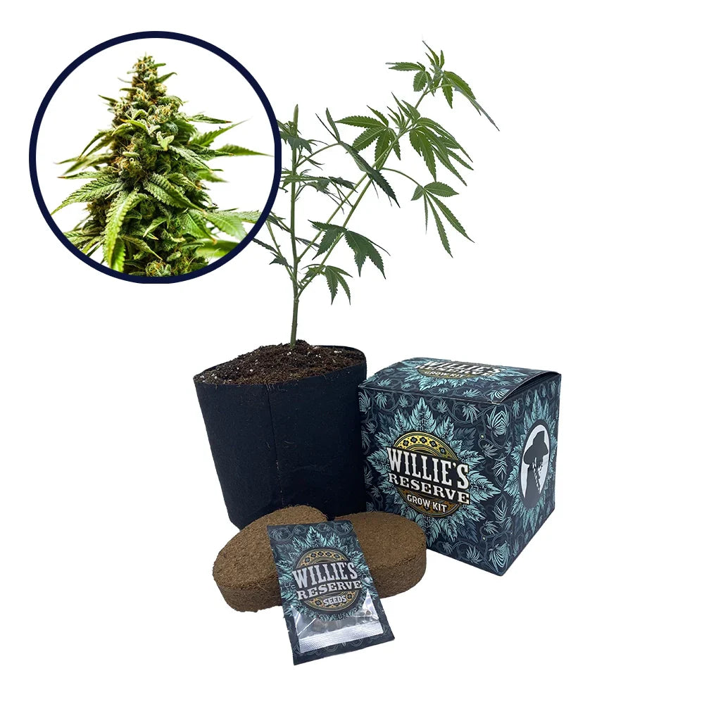 Power Punch Strain High Yield Grow Kit
