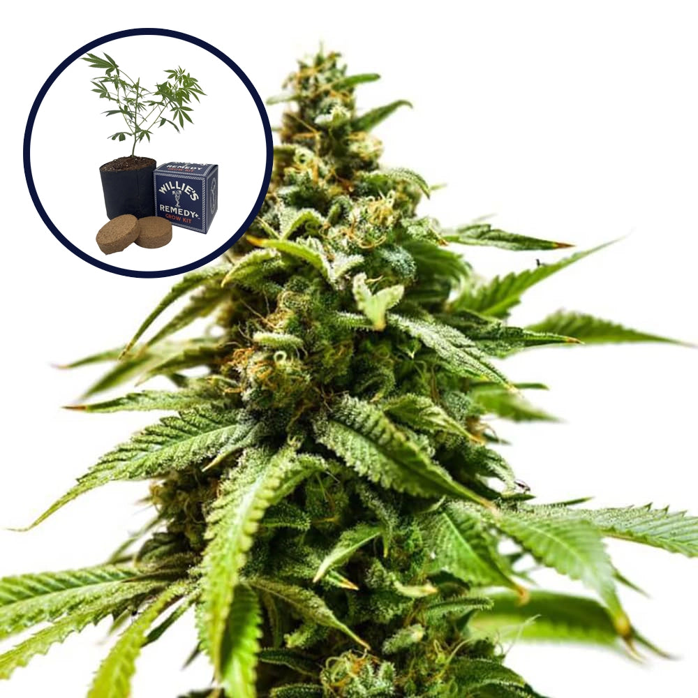 Power Punch Grow Kit