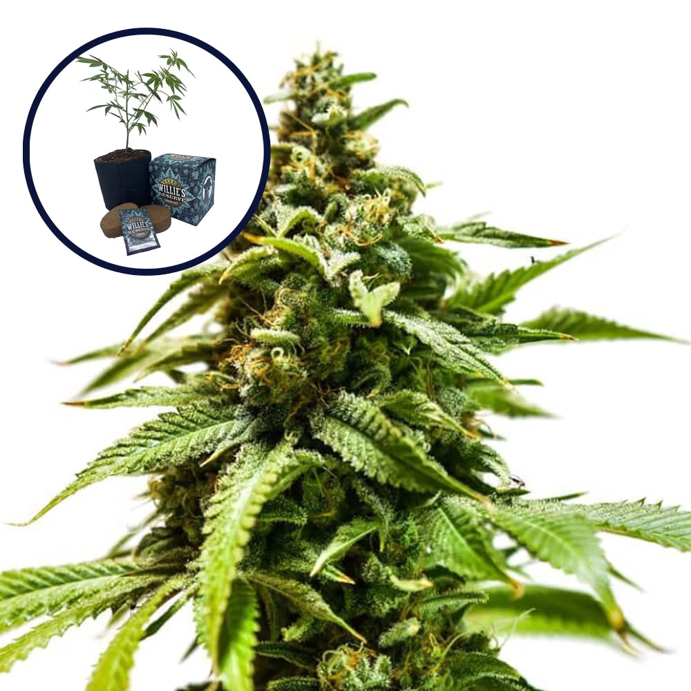 Power Punch High Yield Grow Kit