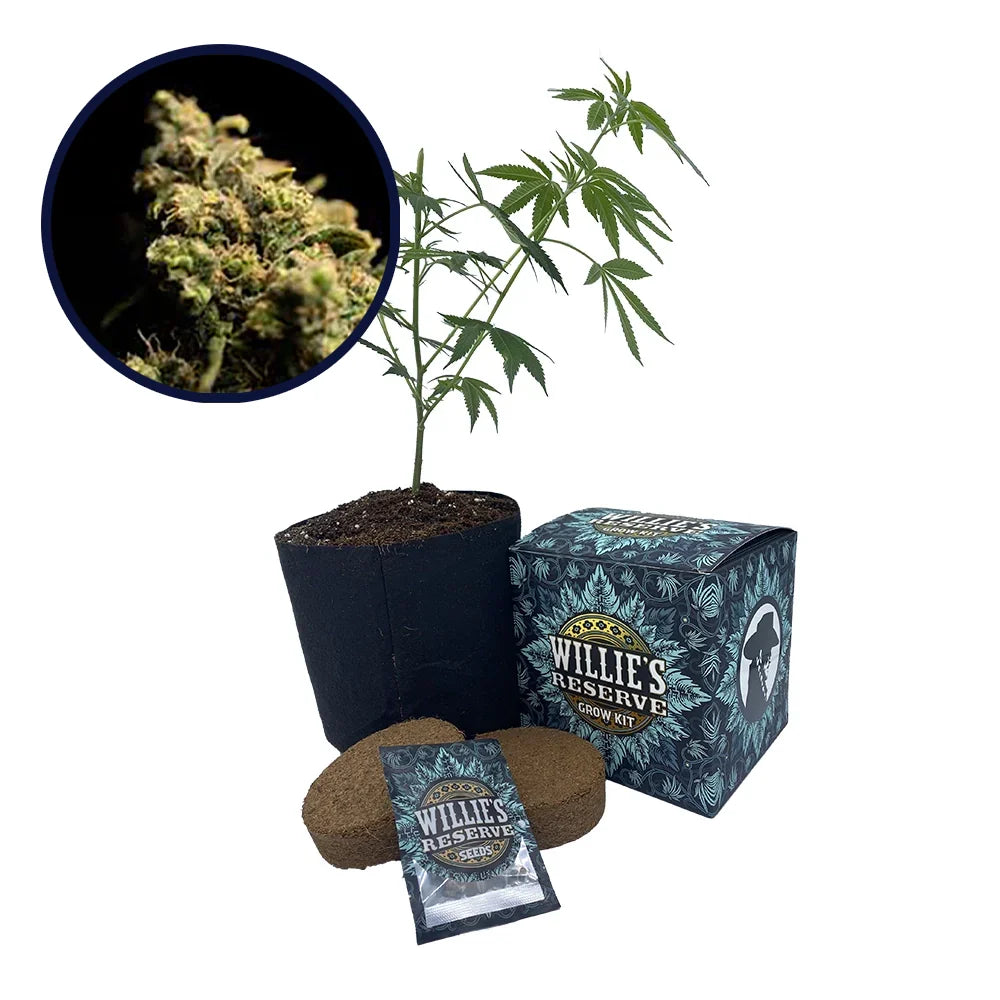 Pura Vida Strain High Yield Grow Kit