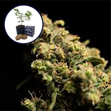 Pura Vida Grow Kit