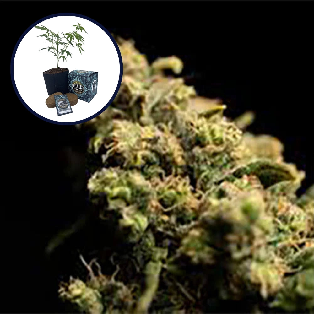 Pura Vida High Yield Grow Kit