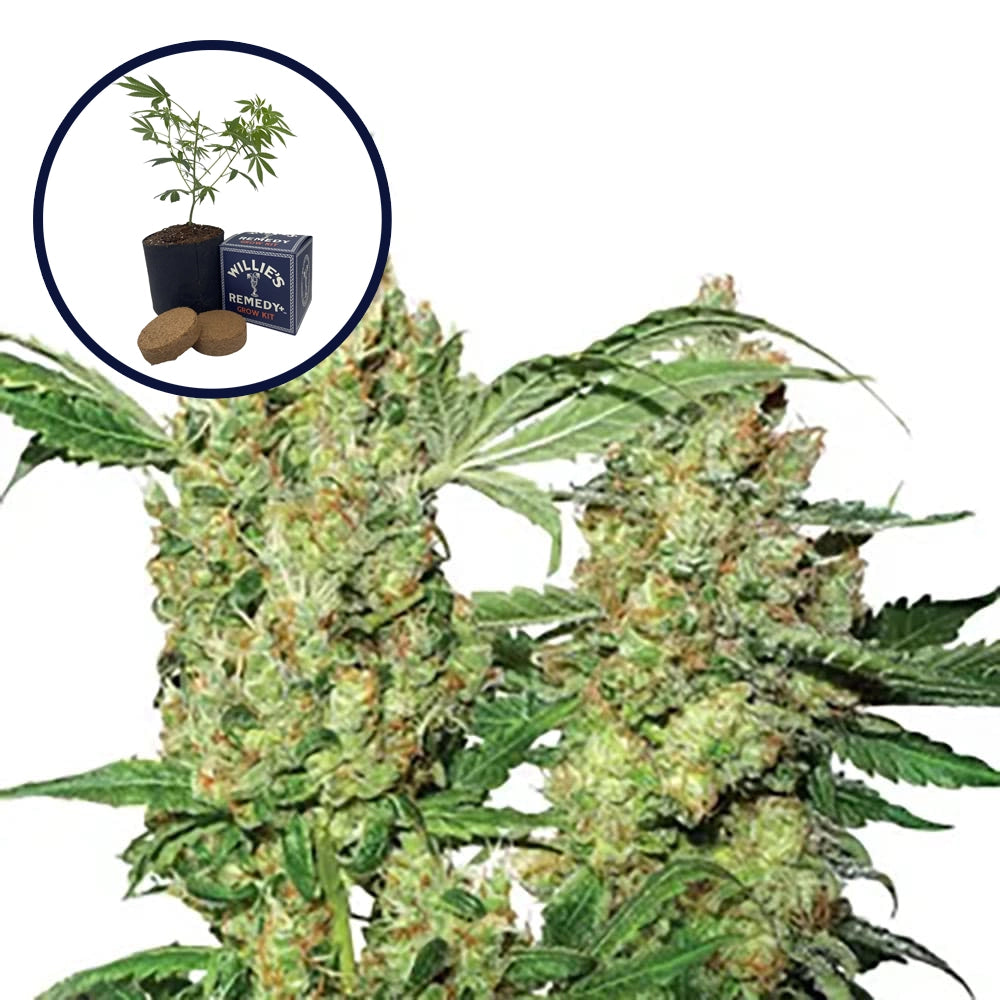 Pure Power OG Grow Kit