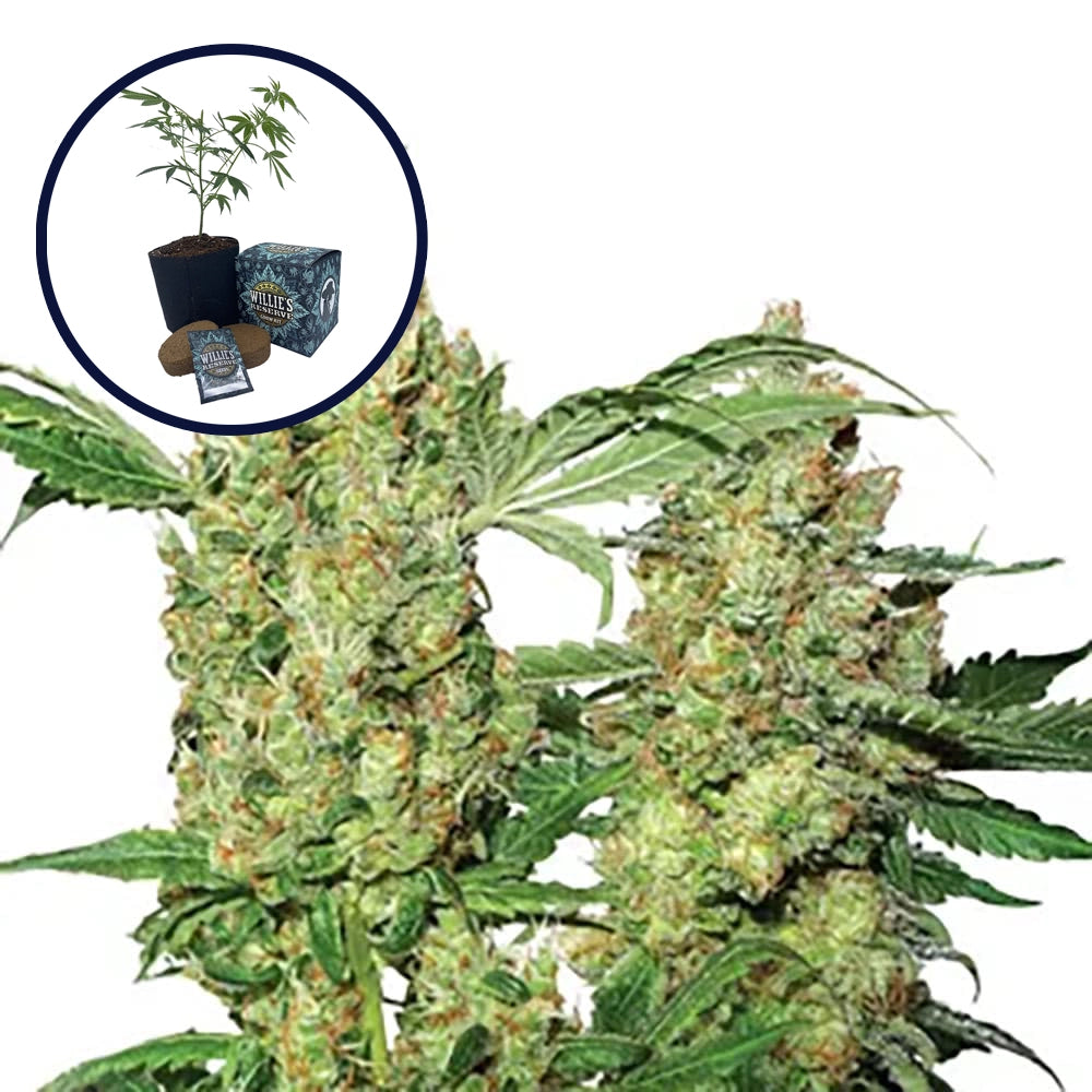Pure Power OG High Yield Grow Kit