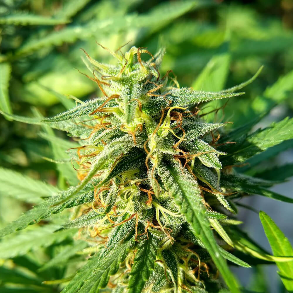 Purple Hash Berries