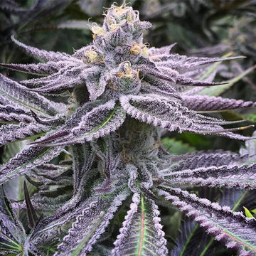 Purple Punch Auto