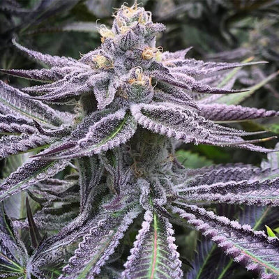 Purple Punch Auto