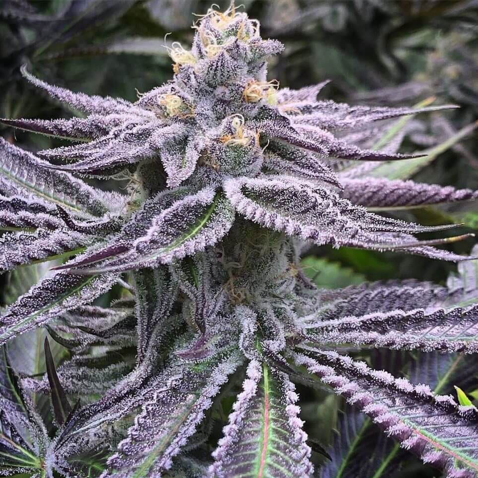 Purple Punch Auto