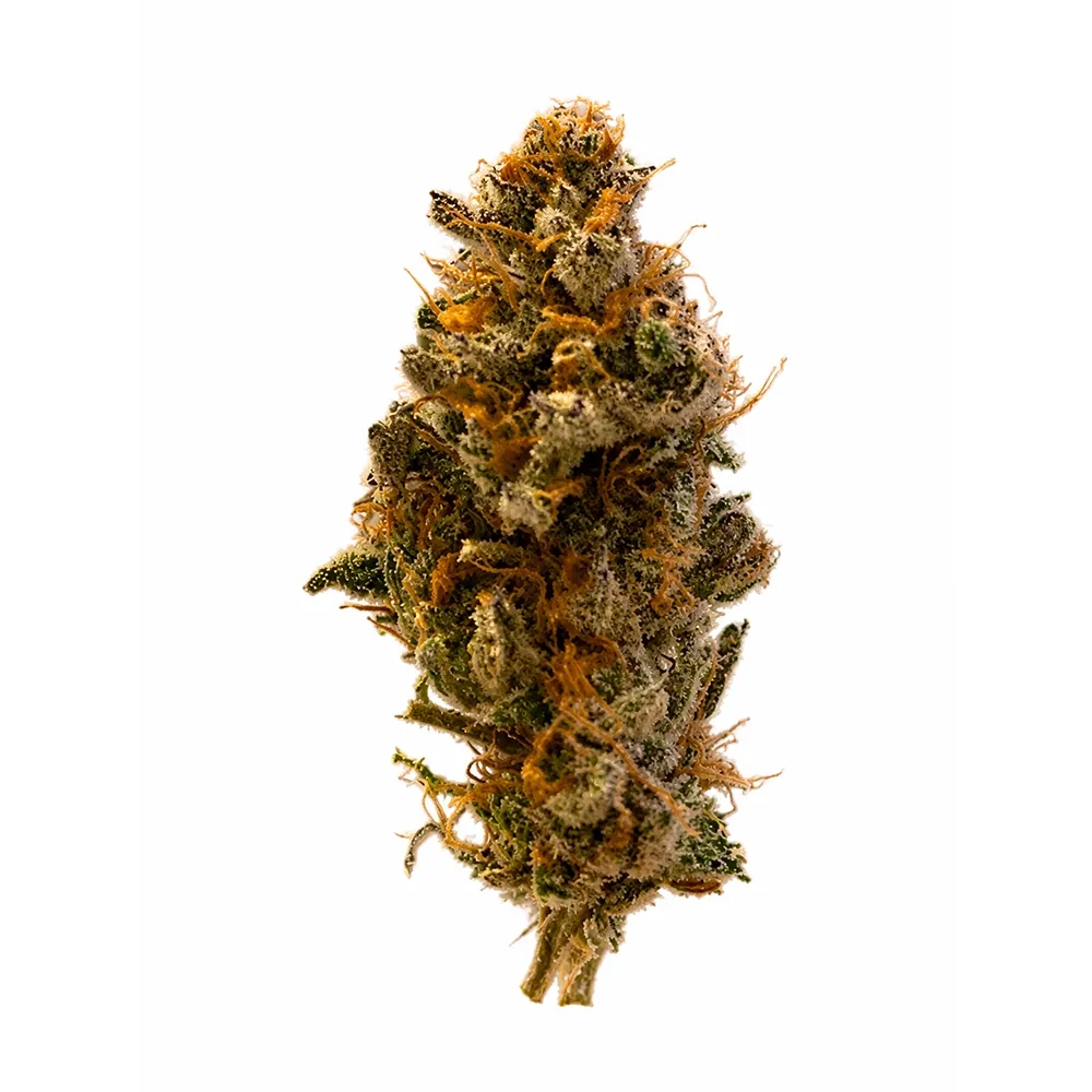 Purple Afghani Headliner THCa Flower
