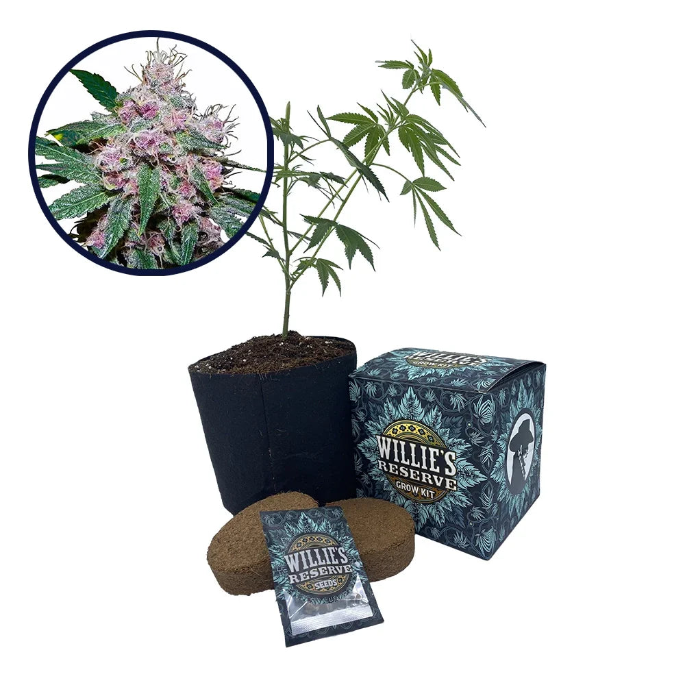 Purple Afghani Strain High Yield Grow Kit