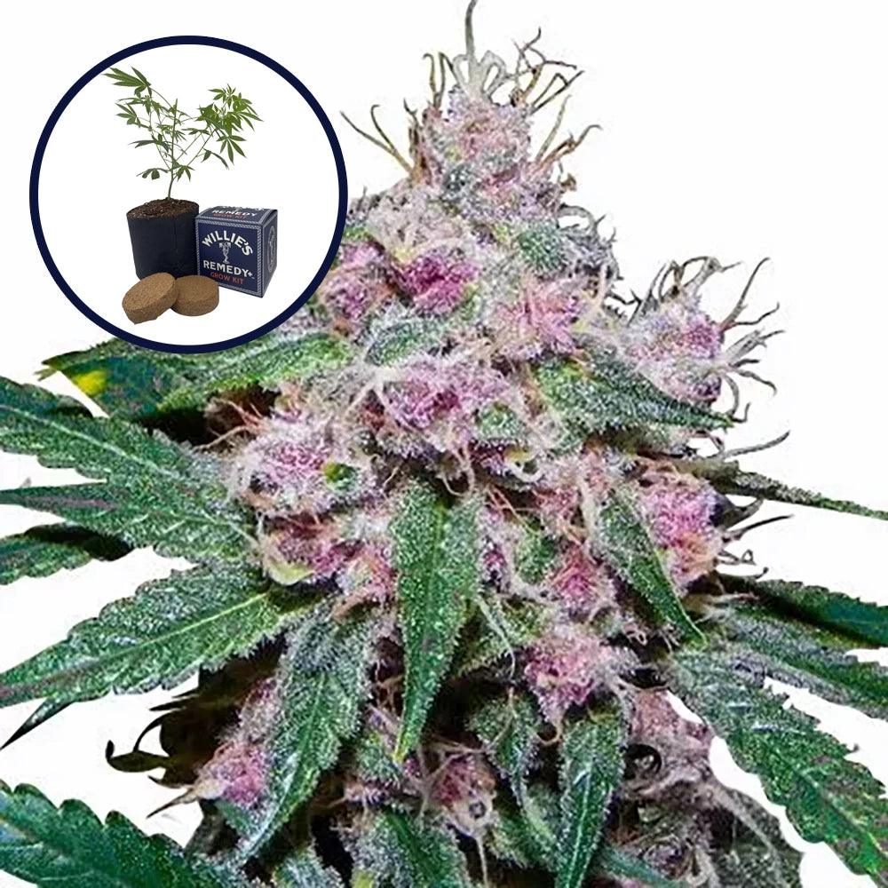Purple Afghani Grow Kit