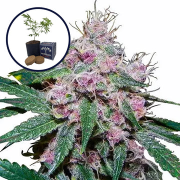 Purple Afghani Grow Kit