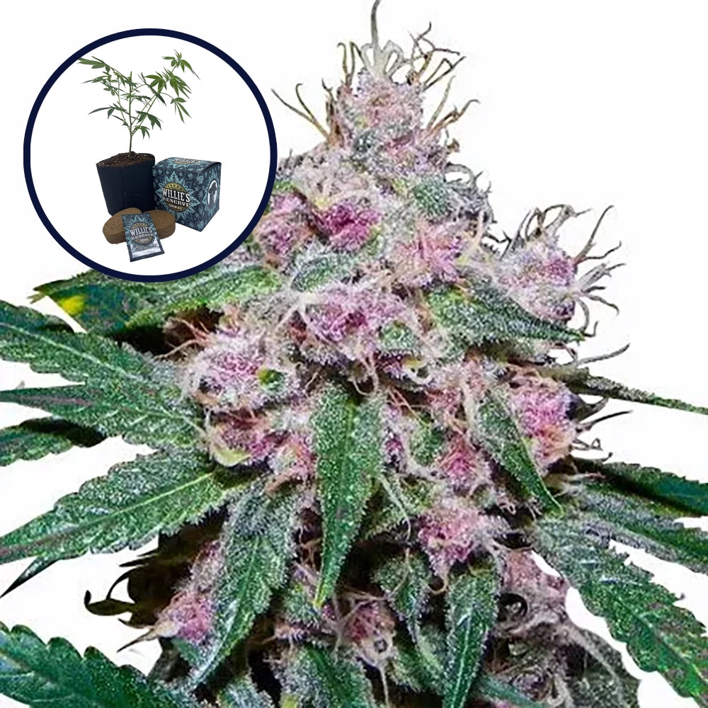 Purple Afghani High Yield Grow Kit
