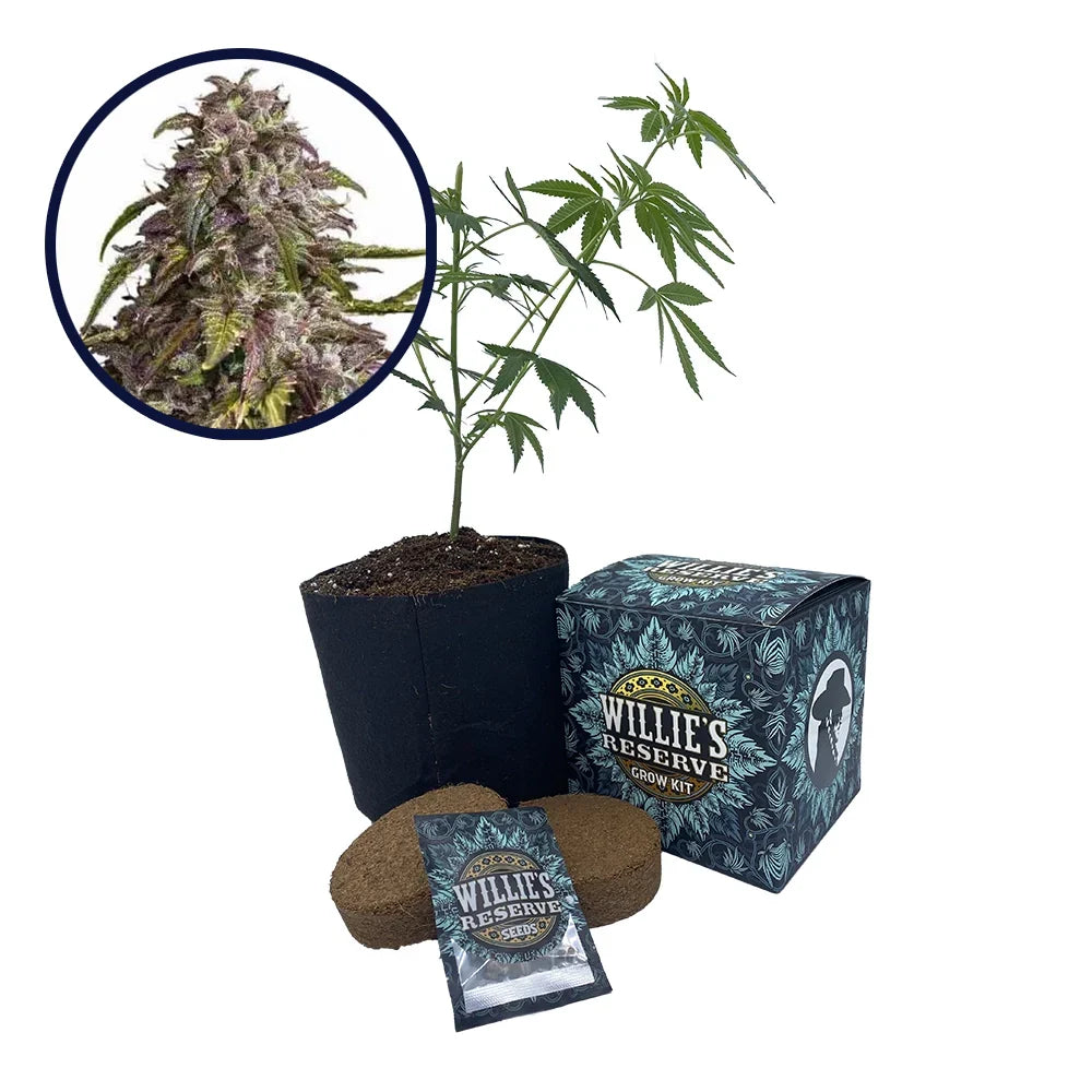 Purple Haze Strain High Yield Grow Kit