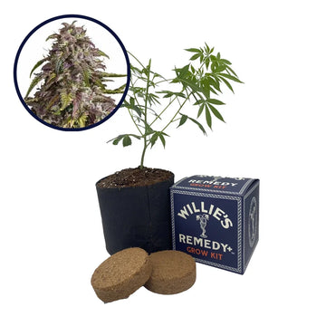 Purple Haze Strain Grow Kit