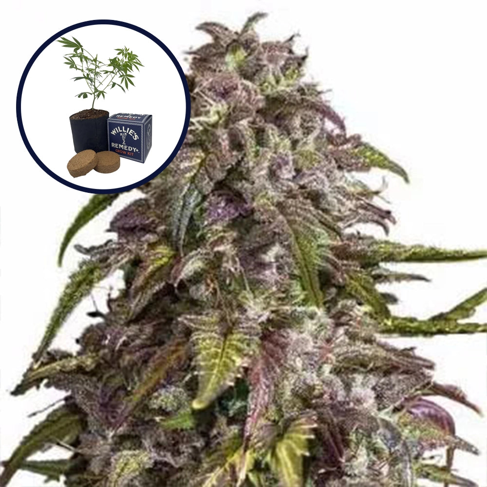 Purple Haze Grow Kit