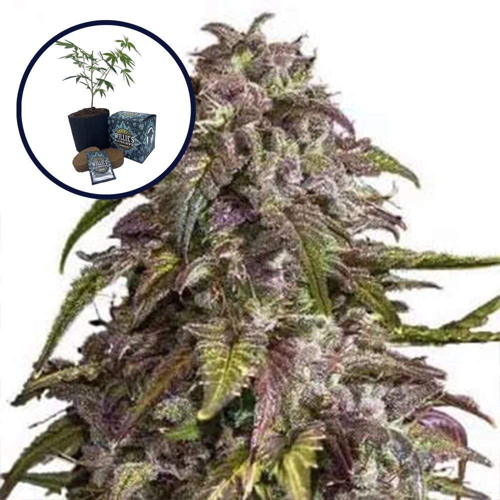 Purple Haze High Yield Grow Kit