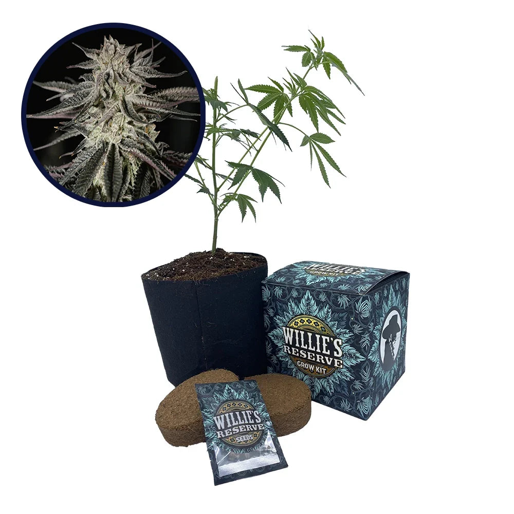Purple Kush Strain High Yield Grow Kit