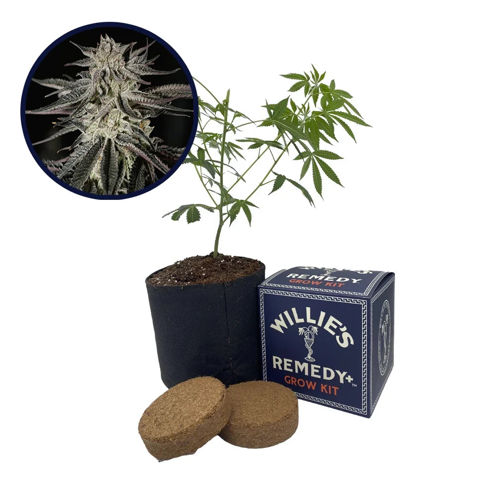 Purple Kush Strain Grow Kit
