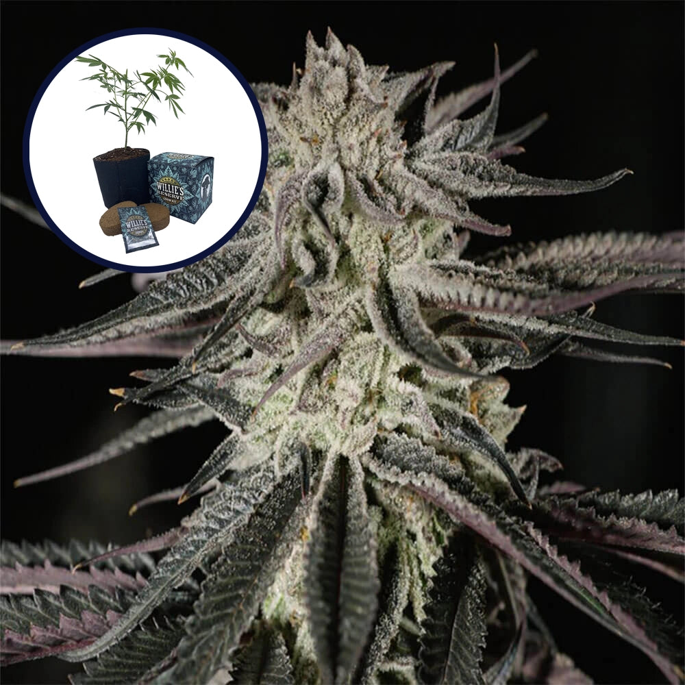 Purple Kush High Yield Grow Kit
