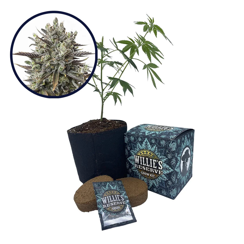 Purple Orange CBD Strain High Yield Grow Kit