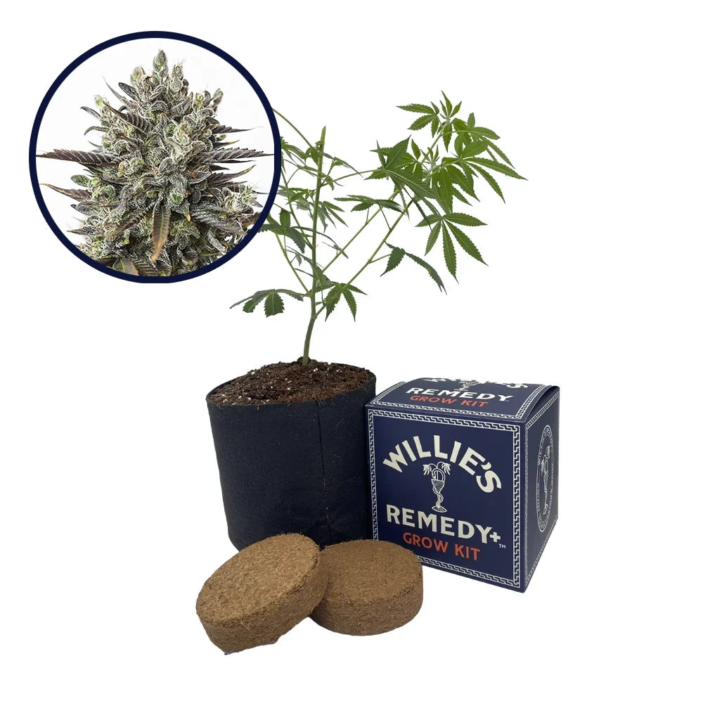 Purple Orange CBD Strain Grow Kit