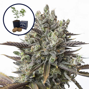 Purple Orange CBD Grow Kit