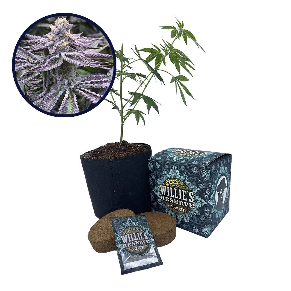 Purple Punch Strain High Yield Grow Kit